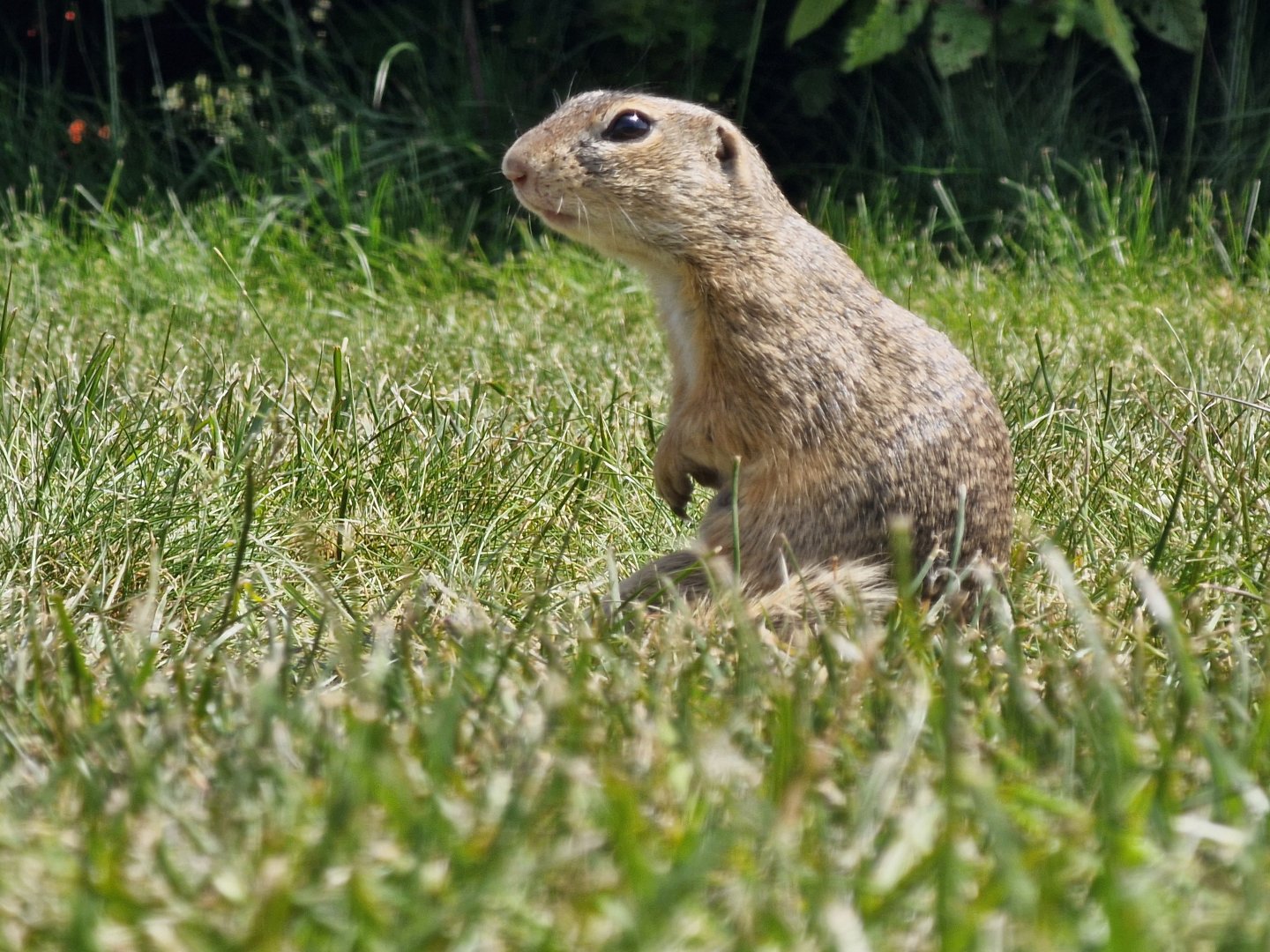Sysel obecný v areálu letiště